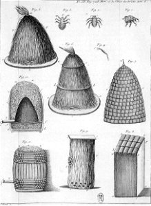 Réaumur-Filloeul-Illustrations de Mémoires pour servir à l'histoire des insectes E-38
