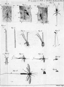 Réaumur-Filloeul-Illustrations de Mémoires pour servir à l'histoire des insectes F-29-332