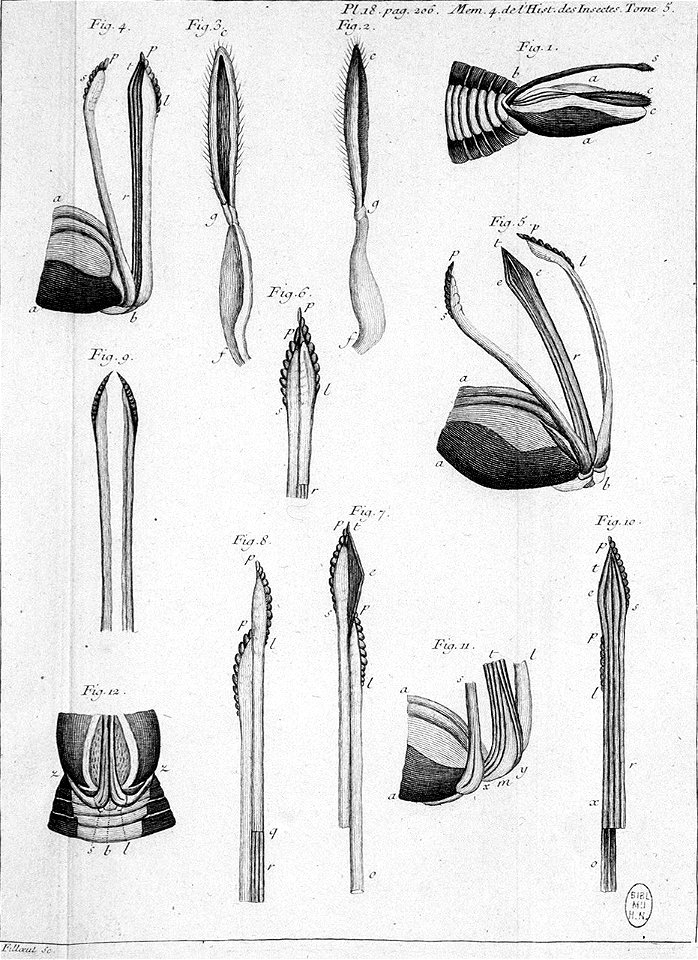 Réaumur-Filloeul-Illustrations de Mémoires pour servir à l'histoire des insectes - V 18