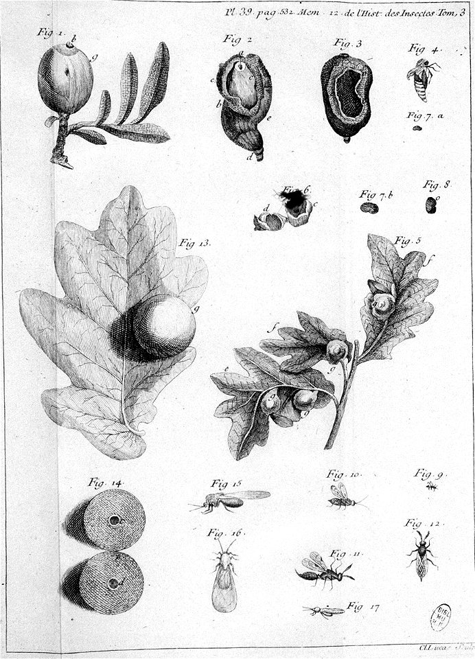 Réaumur-Lucas-Illustrations de Mémoires pour servir à l'histoire des insectes C-39-532