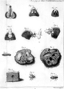 Réaumur-Haussard-Illustrations de Mémoires pour servir à l'histoire des insectes F-8-92