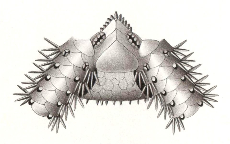 Résultats du voyage du S.Y. Belgica en 1897-1898-1899. Zoologie - Échinides et ophiures (1902) planche 6 fig 41