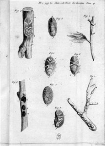 Réaumur-Lucas-Illustrations de Mémoires pour servir à l'histoire des insectes D-1-80