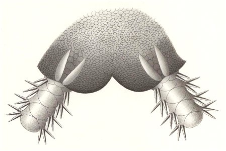Résultats du voyage du S.Y. Belgica en 1897-1898-1899. Zoologie - Échinides et ophiures (1902) planche 8 fig 51