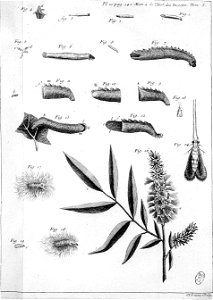 Réaumur-Lucas-Illustrations de Mémoires pour servir à l'histoire des insectes C-10-142