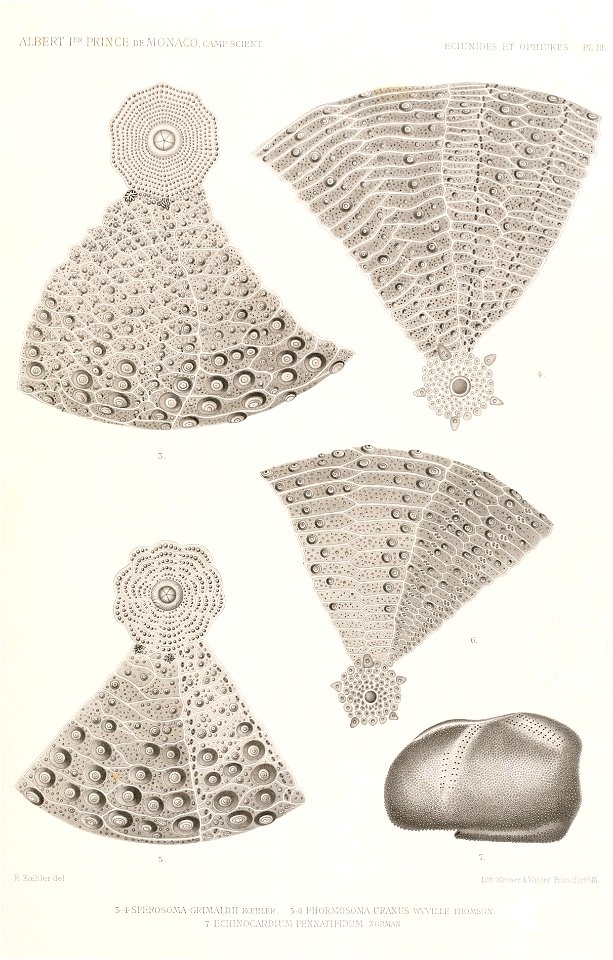 Résultats des campagnes scientifiques accomplies sur son yacht par Albert Ier - Fascicule XII (1898) planche 3