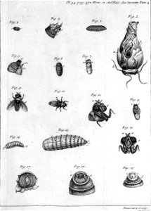 Réaumur-Haussard-Illustrations de Mémoires pour servir à l'histoire des insectes D-34-572