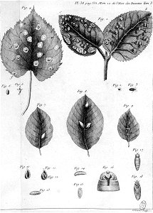 Réaumur-Lucas-Illustrations de Mémoires pour servir à l'histoire des insectes C-38-532