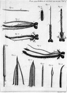 Réaumur-Haussard-Illustrations de Mémoires pour servir à l'histoire des insectes D-42-636