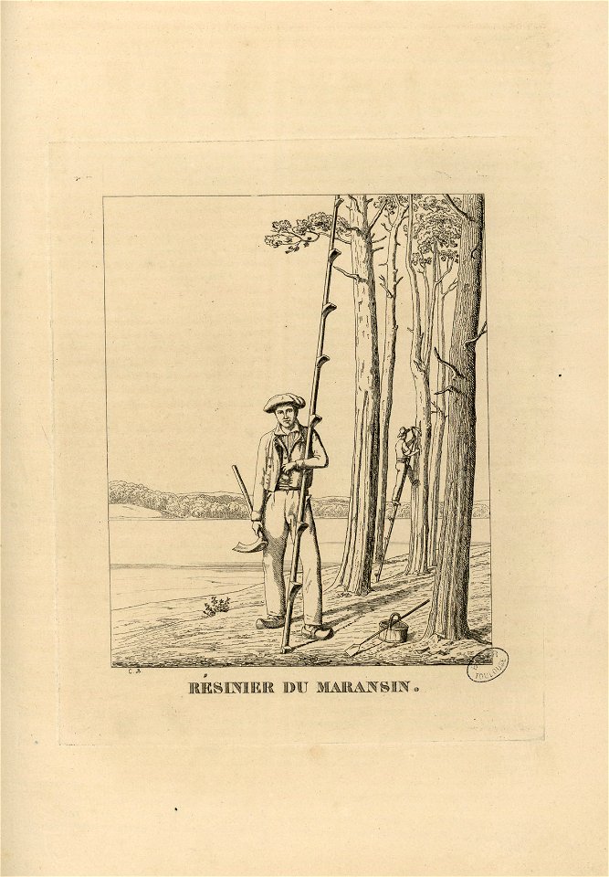 Résinier du Maransin (i.e. Marensin) - Fonds Ancely - B315556101 A PELERIN 094