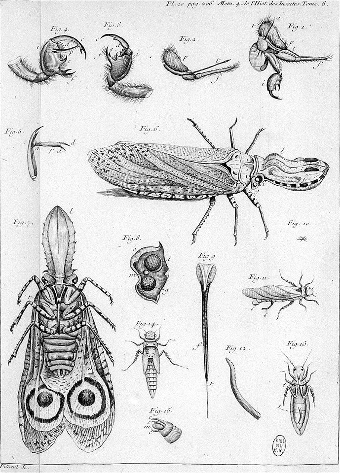 Réaumur-Filloeul-Illustrations de Mémoires pour servir à l'histoire des insectes - V 20