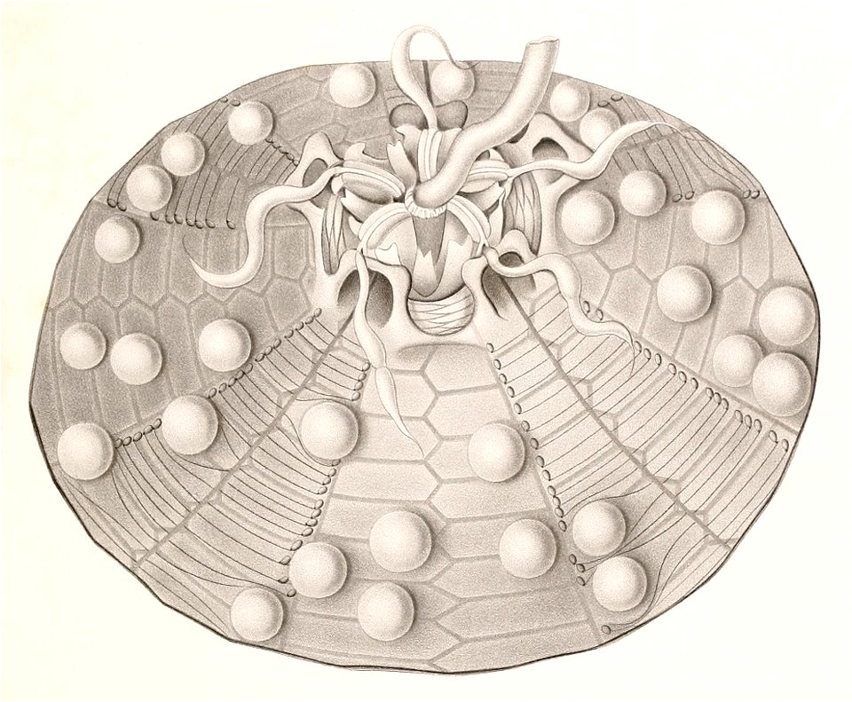 Résultats des campagnes scientifiques accomplies sur son yacht par Albert Ier - Fascicule XII (1898) planche 9 fig 50