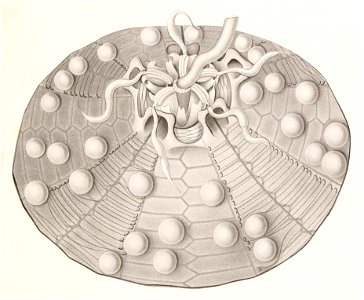Résultats des campagnes scientifiques accomplies sur son yacht par Albert Ier - Fascicule XII (1898) planche 9 fig 50