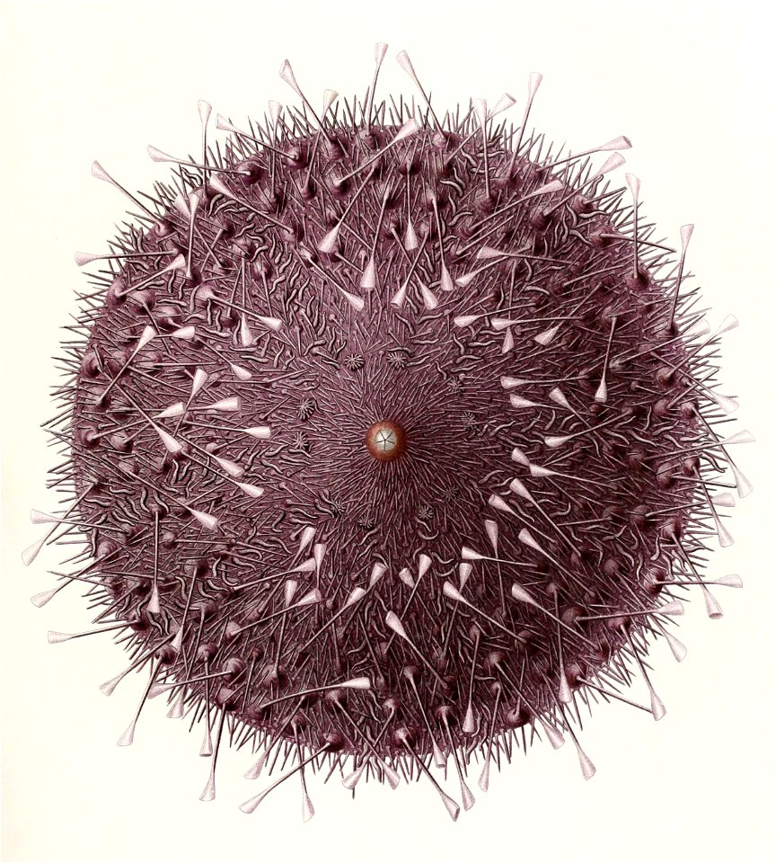 Résultats des campagnes scientifiques accomplies sur son yacht par Albert Ier - Fascicule XII (1898) planche 1 (cropped)