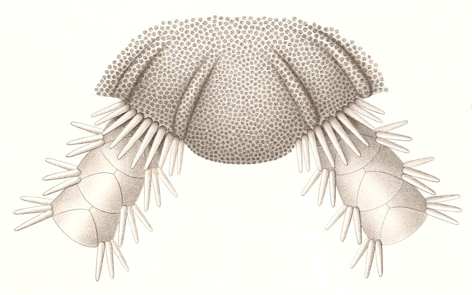 Résultats des campagnes scientifiques accomplies sur son yacht par Albert Ier - Fascicule XII (1898) planche 8 fig 43
