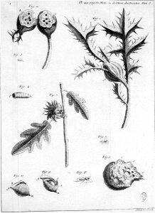 Réaumur-Lucas-Illustrations de Mémoires pour servir à l'histoire des insectes C-44-532