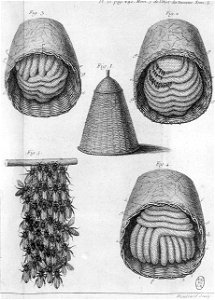 Réaumur-Haussard-Illustrations de Mémoires pour servir à l'histoire des insectes E-21-280