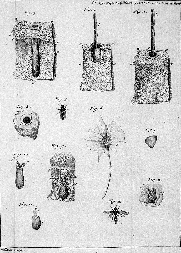 Réaumur-Filloeul-Illustrations de Mémoires pour servir à l'histoire des insectes F-13-154