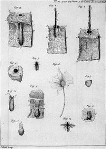 Réaumur-Filloeul-Illustrations de Mémoires pour servir à l'histoire des insectes F-13-154