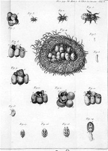Réaumur-Haussard-Illustrations de Mémoires pour servir à l'histoire des insectes F-2-38