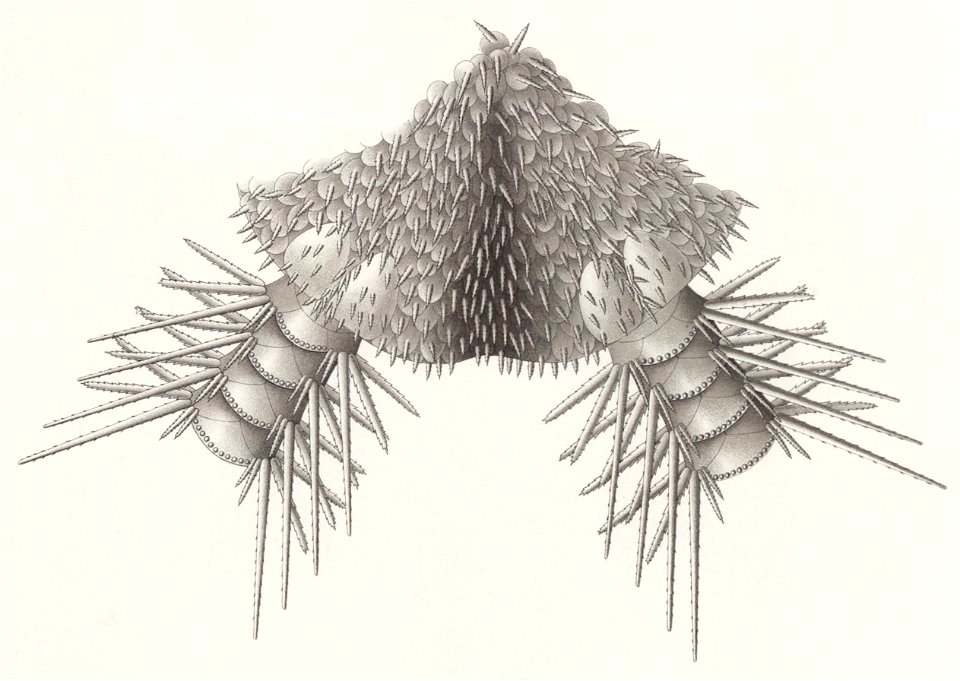 Résultats du voyage du S.Y. Belgica en 1897-1898-1899. Zoologie - Échinides et ophiures (1902) planche 2 fig 13