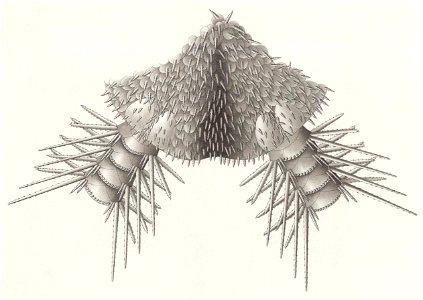 Résultats du voyage du S.Y. Belgica en 1897-1898-1899. Zoologie - Échinides et ophiures (1902) planche 2 fig 13