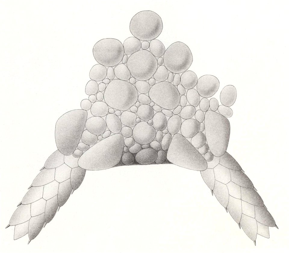 Résultats du voyage du S.Y. Belgica en 1897-1898-1899. Zoologie - Échinides et ophiures (1902) planche 5 fig 31