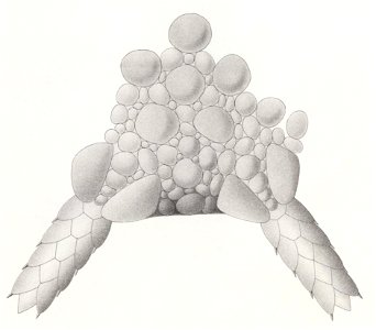 Résultats du voyage du S.Y. Belgica en 1897-1898-1899. Zoologie - Échinides et ophiures (1902) planche 5 fig 31