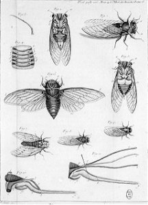 Réaumur-Filloeul-Illustrations de Mémoires pour servir à l'histoire des insectes - V 16