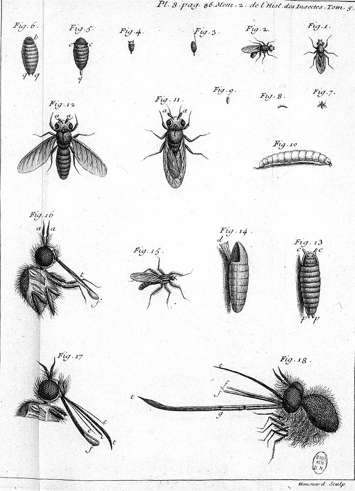 Réaumur-Haussard-Illustrations de Mémoires pour servir à l'histoire des insectes E-8-86