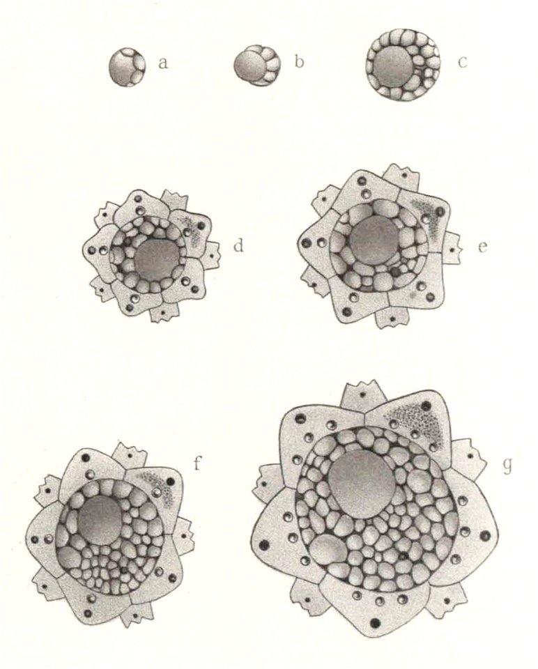 Résultats du voyage du S.Y. Belgica en 1897-1898-1899. Zoologie - Échinides et ophiures (1902) planche 8 fig 56