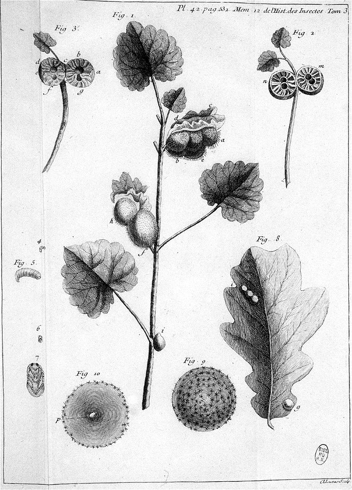 Réaumur-Lucas-Illustrations de Mémoires pour servir à l'histoire des insectes C-42-532