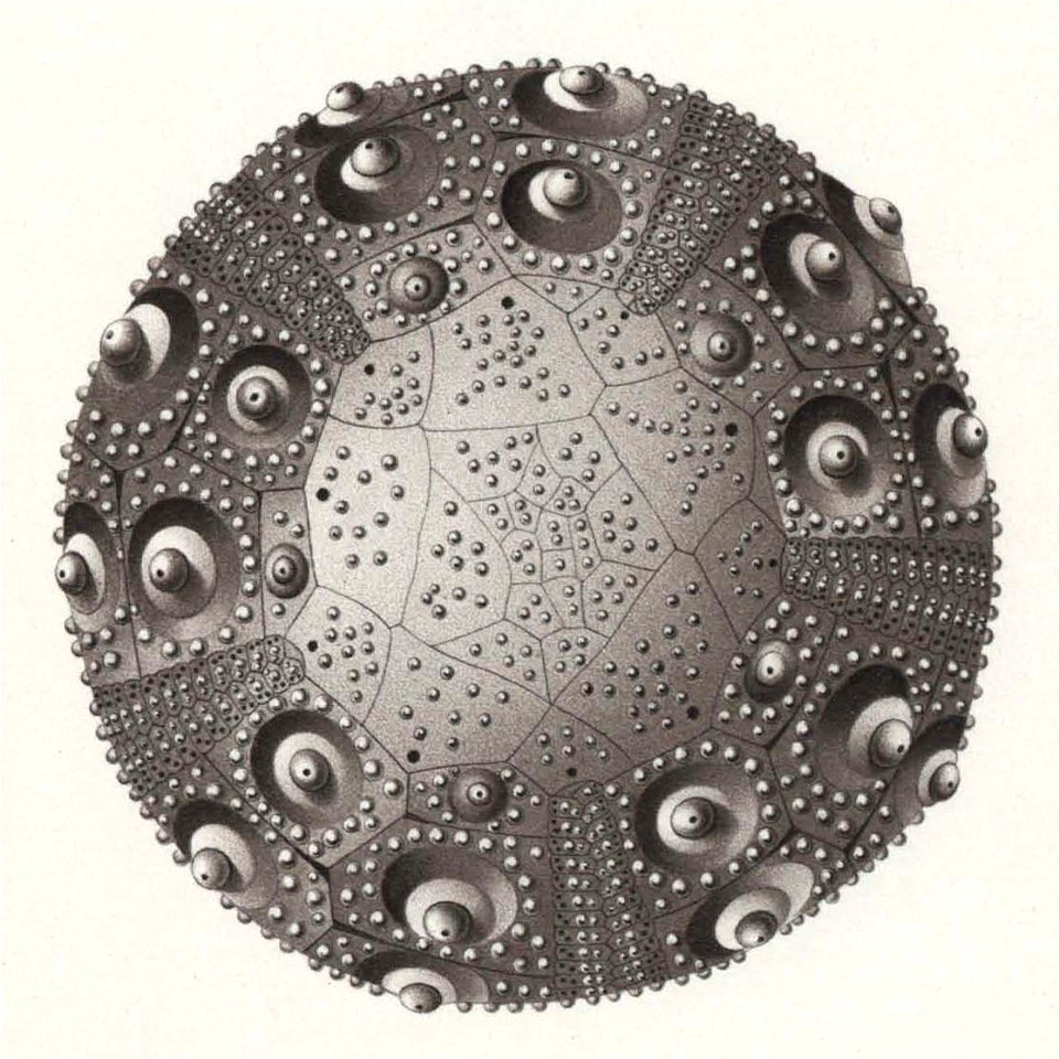 Résultats du voyage du S.Y. Belgica en 1897-1898-1899. Zoologie - Échinides et ophiures (1902) planche 4 fig 29
