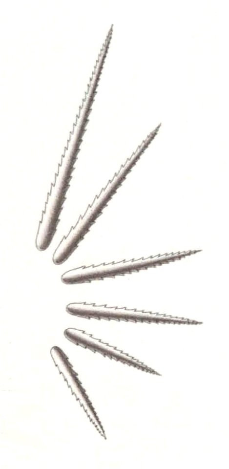 Résultats du voyage du S.Y. Belgica en 1897-1898-1899. Zoologie - Échinides et ophiures (1902) planche 4 fig 25