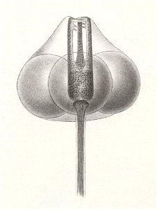 Résultats du voyage du S.Y. Belgica en 1897-1898-1899. Zoologie - Échinides et ophiures (1902) planche 3 fig 18