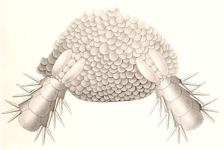 Résultats des campagnes scientifiques accomplies sur son yacht par Albert Ier - Fascicule XII (1898) planche 9 fig 45