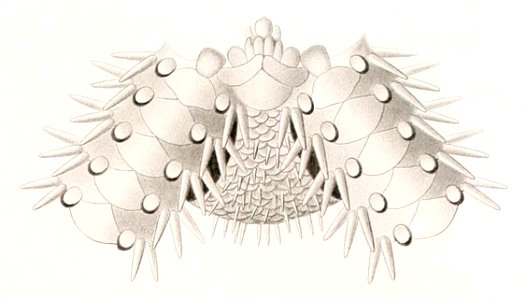 Résultats des campagnes scientifiques accomplies sur son yacht par Albert Ier - Fascicule XII (1898) planche 6 fig 18