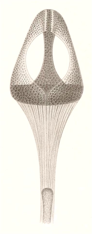 Résultats des campagnes scientifiques accomplies sur son yacht par Albert Ier - Fascicule XII (1898) planche 9 fig 49
