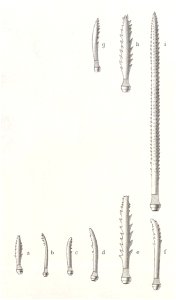 Résultats du voyage du S.Y. Belgica en 1897-1898-1899. Zoologie - Échinides et ophiures (1902) planche 3 fig 16