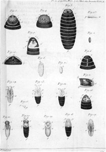 Réaumur-Filloeul-Illustrations de Mémoires pour servir à l'histoire des insectes - IV 21