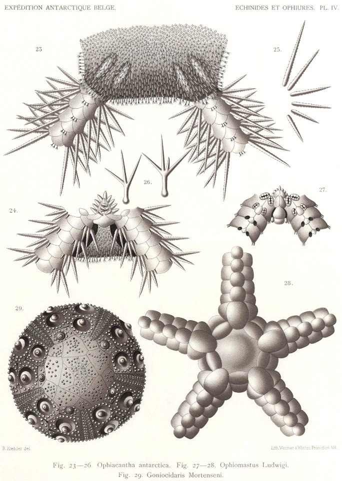 Résultats du voyage du S.Y. Belgica en 1897-1898-1899. Zoologie - Échinides et ophiures (1902) planche 4