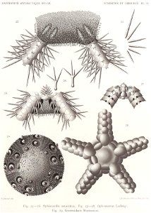 Résultats du voyage du S.Y. Belgica en 1897-1898-1899. Zoologie - Échinides et ophiures (1902) planche 4