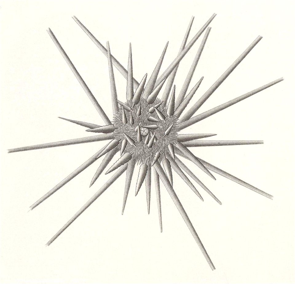 Résultats du voyage du S.Y. Belgica en 1897-1898-1899. Zoologie - Échinides et ophiures (1902) planche 1 fig 1