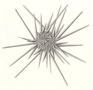 Résultats du voyage du S.Y. Belgica en 1897-1898-1899. Zoologie - Échinides et ophiures (1902) planche 1 fig 1