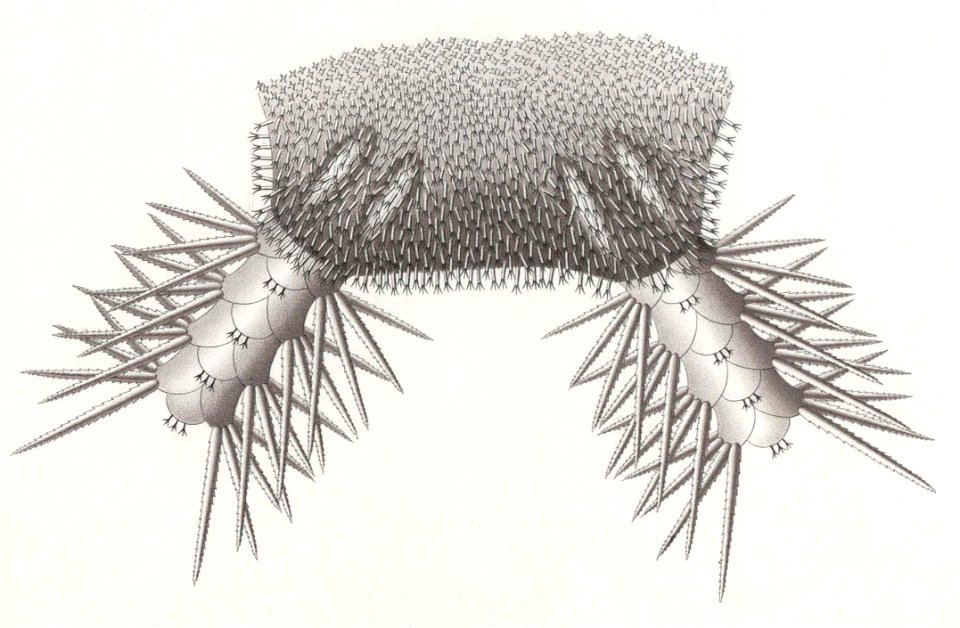 Résultats du voyage du S.Y. Belgica en 1897-1898-1899. Zoologie - Échinides et ophiures (1902) planche 4 fig 23