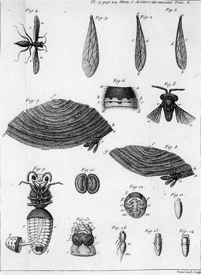 Réaumur-Haussard-Illustrations de Mémoires pour servir à l'histoire des insectes F-17-214