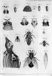 Réaumur-Filloeul-Illustrations de Mémoires pour servir à l'histoire des insectes - IV 24
