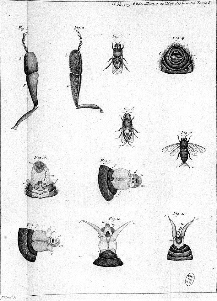 Réaumur-Filloeul-Illustrations de Mémoires pour servir à l'histoire des insectes E-33-520