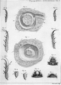 Réaumur-Haussard-Illustrations de Mémoires pour servir à l'histoire des insectes F-33-386