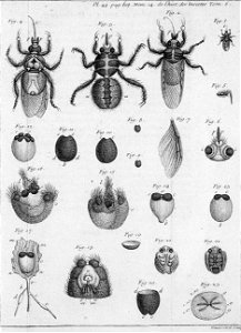 Réaumur-Haussard-Illustrations de Mémoires pour servir à l'histoire des insectes F-48-608